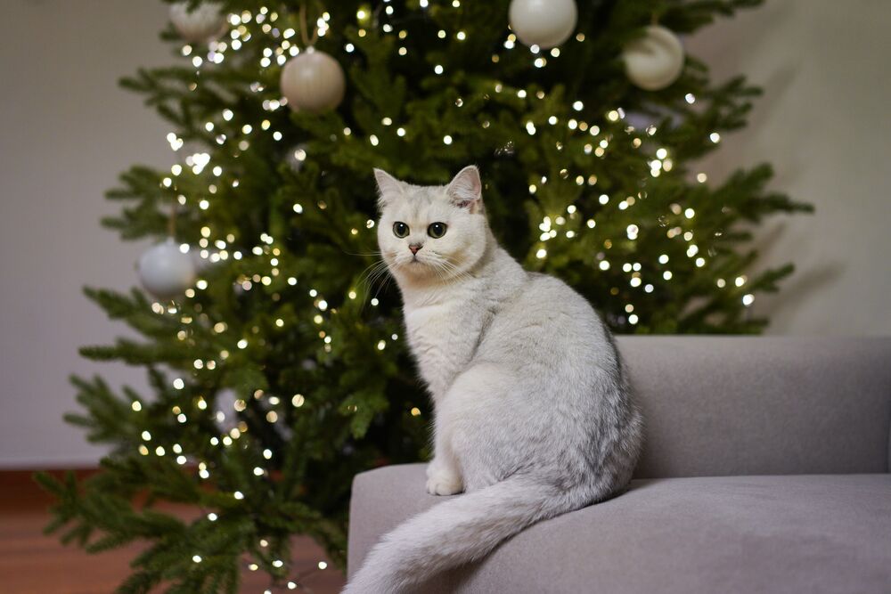 Обои для рабочего стола Белая кошка сидит на диване у новогодней елки