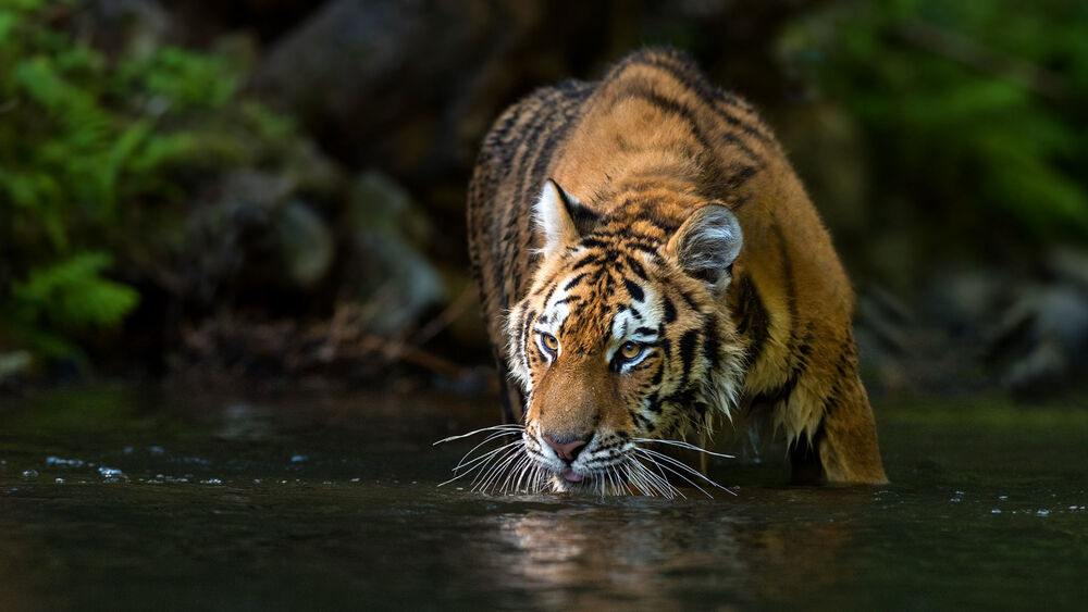 Обои для рабочего стола Тигр в реке пьет воду
