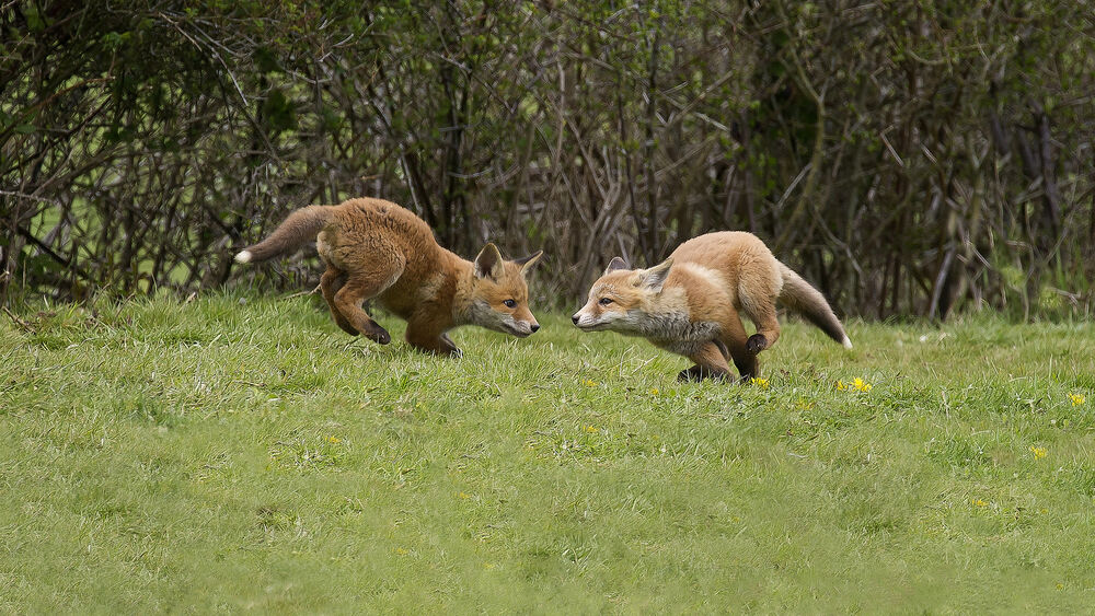 Обои для рабочего стола Маленькие лисы играются на траве