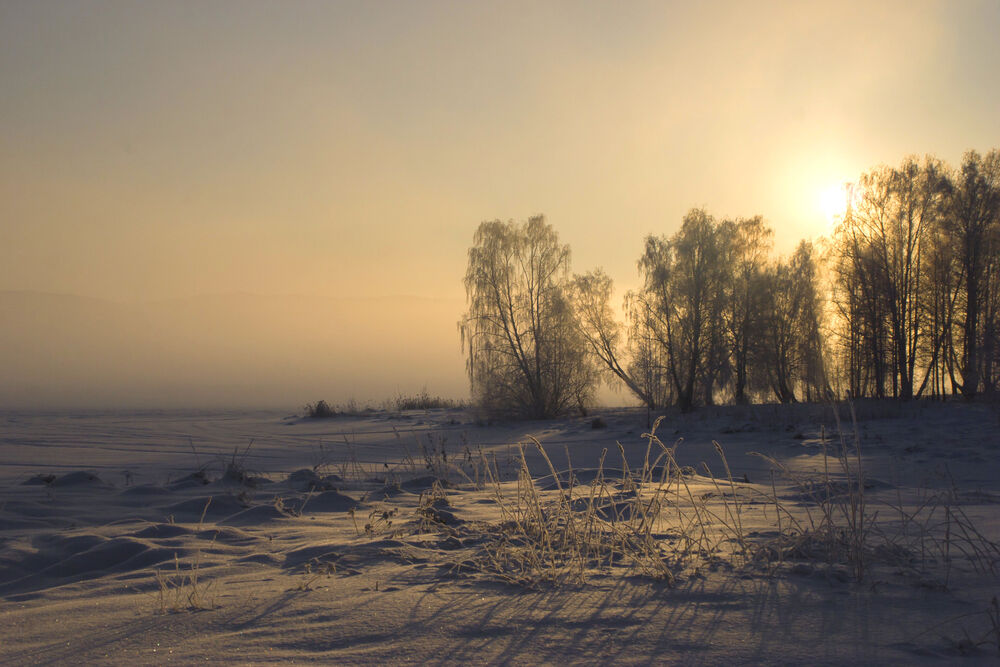 Обои для рабочего стола Восходящее Солнце освещает заснеженный берег сквозь зимние березы на фоне тумана