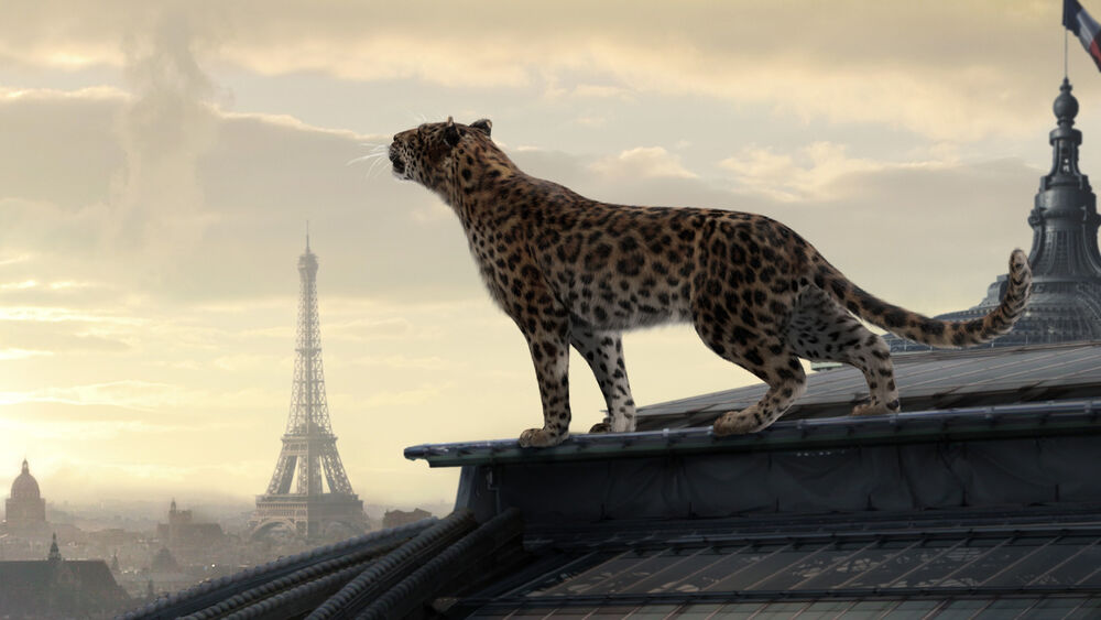 Обои для рабочего стола Леопард на крыше дома в Париже