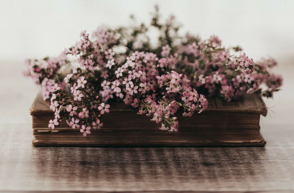 Обои для рабочего стола Розовые цветы лежат на книге