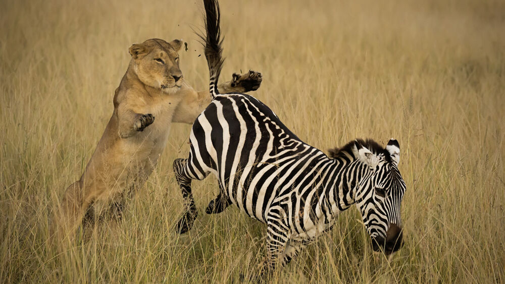 Обои для рабочего стола Тигрица нападает на зебру