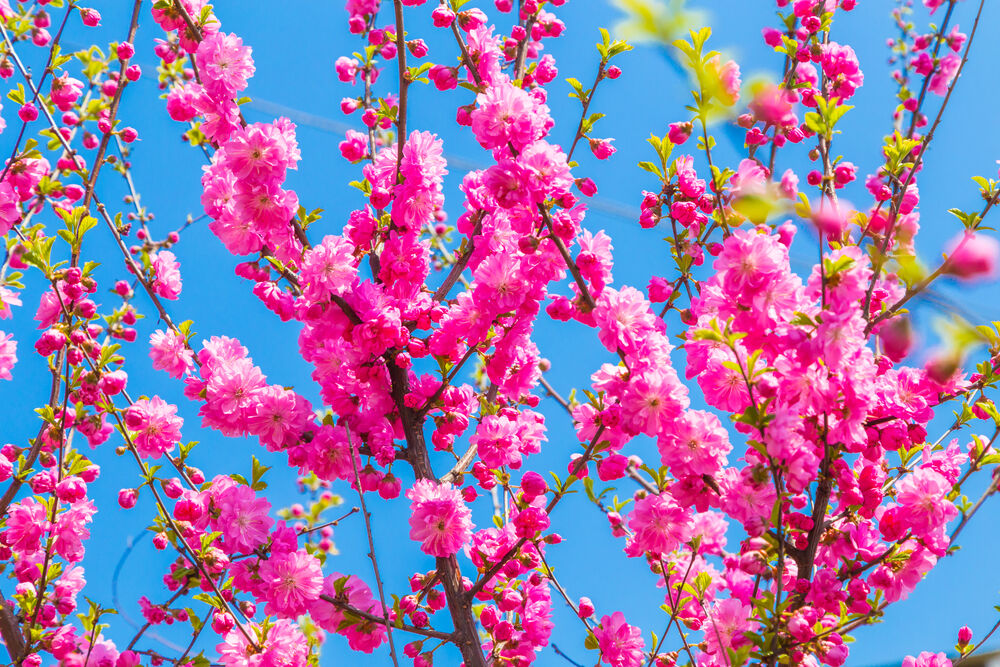 Обои для рабочего стола Весна, цветение японской вишни