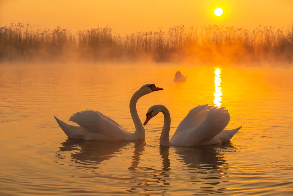 Обои для рабочего стола Пара белых лебедей в воде на закате солнца