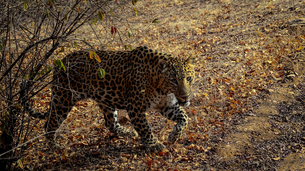 Обои для рабочего стола Леопард гуляет по индийскому лесу