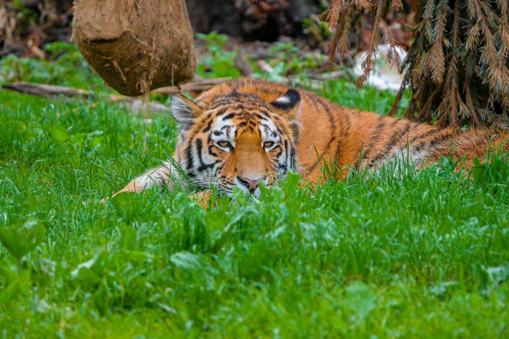 Обои для рабочего стола Тигр лежит в траве