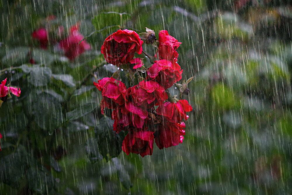 Обои для рабочего стола Куст бордовых роз под дождем