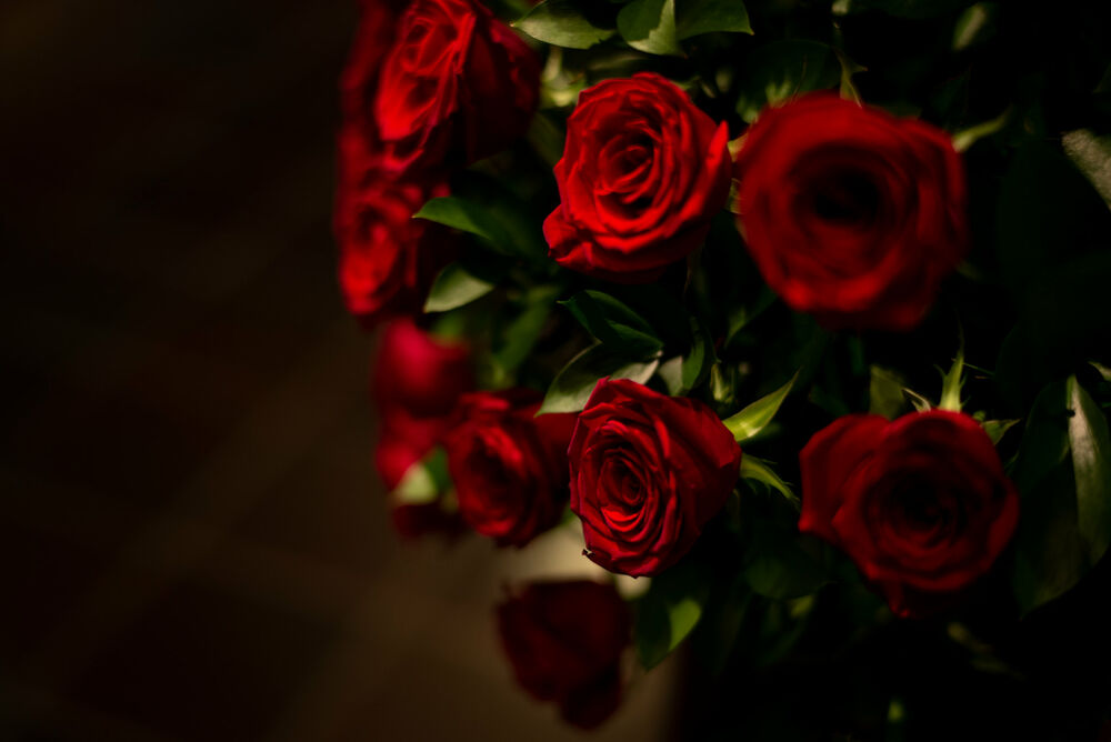 Обои для рабочего стола Красные розы на размытом фоне