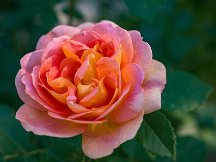 Обои на рабочий стол Розовая роза крупным планом