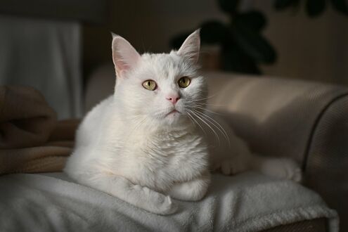 Обои на рабочий стол Белая кошка на диване
