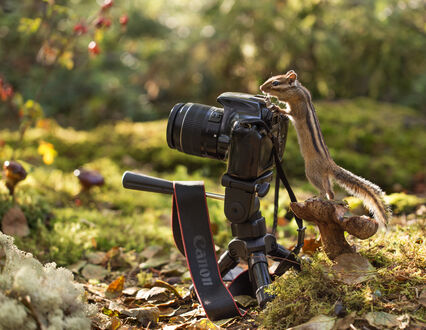 Обои на рабочий стол Бурундук у фотокамеры Canon
