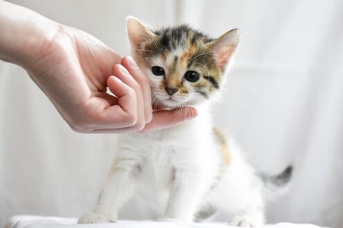 Обои на рабочий стол Рука человека у мордочки котенка