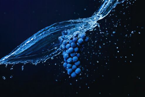 Обои на рабочий стол Кисть винограда под струей воды