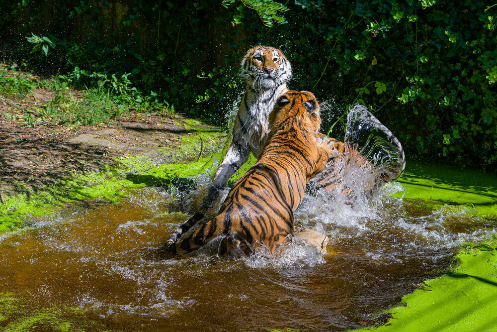 Обои для рабочего стола Дерущиеся тигры в воде