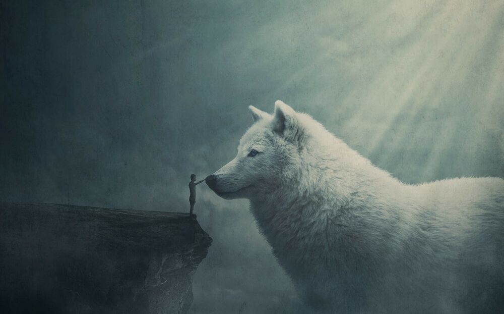 Обои для рабочего стола Белый волк стоит перед мальчиком, стоящим на краю скалы