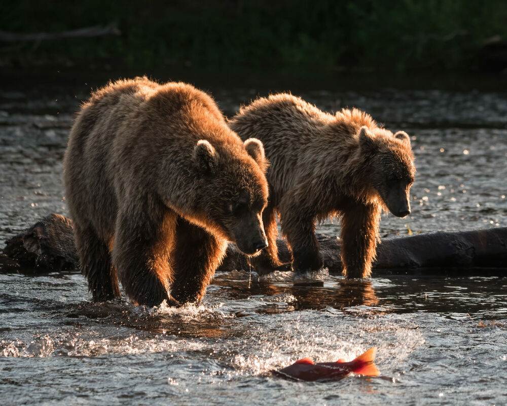 Обои для рабочего стола Два бурых медведя стоят в воде