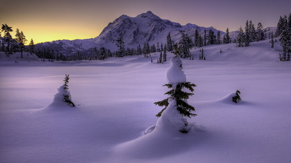 Обои для рабочего стола Покрытые снегом верхушки елей на фоне заснеженных гор ночью