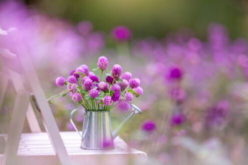 Обои на рабочий стол Цветы клевера в лейке на стуле на размытом фоне