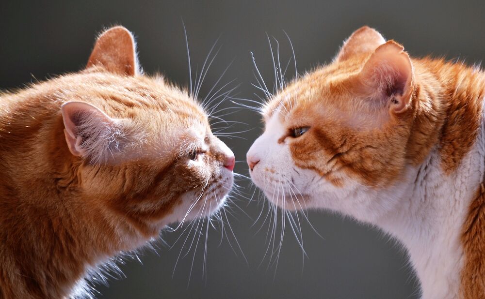 Обои для рабочего стола Две рыжие кошки обнюхиваются