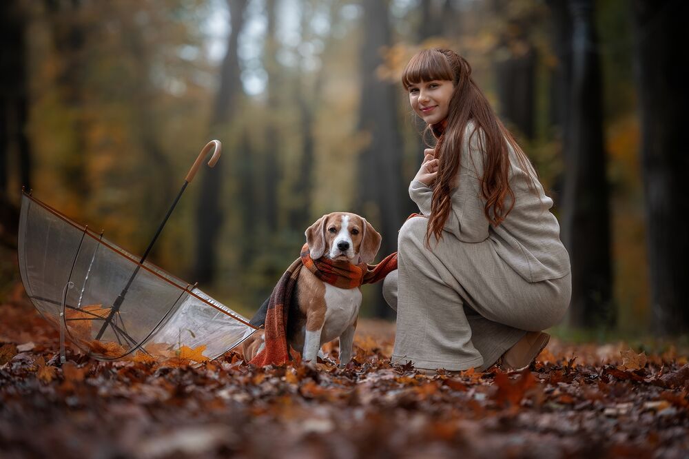 Обои для рабочего стола Девушка в сером костюме сидит на корточках рядом с собакой породы Бигль на осенней листве в парке