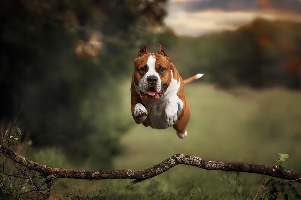 Обои для рабочего стола Собака породы Стаффордширский Терьер перепрыгивает через лежащую ветку дерева на размытом фоне природы