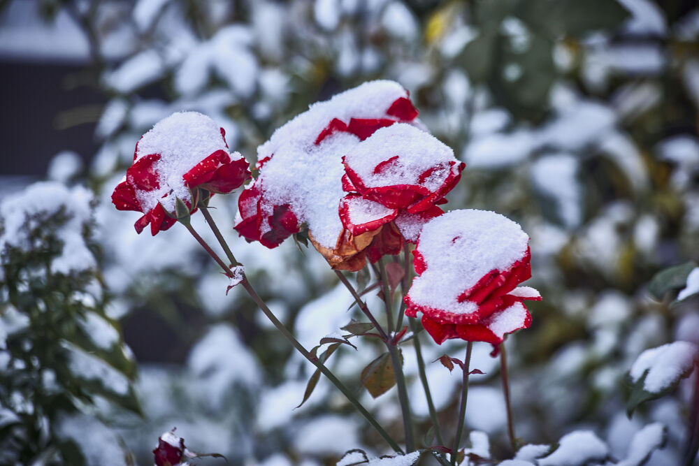 Обои для рабочего стола Красные розы в снегу
