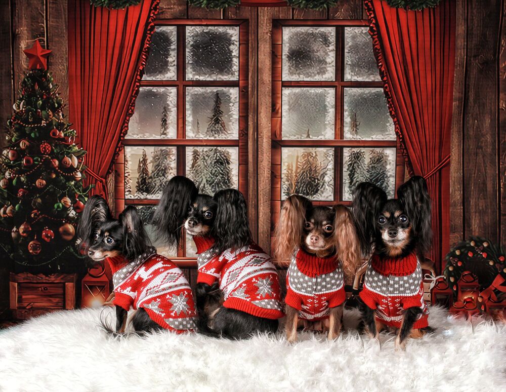 Обои для рабочего стола 4 собаки в вязанных свитерах под новый год сидят у окна