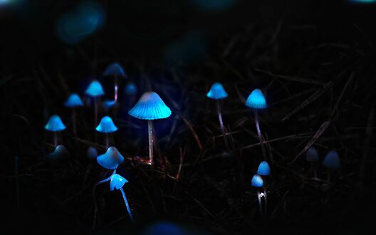 Обои на рабочий стол Неоновые голубые поганки на темном фоне