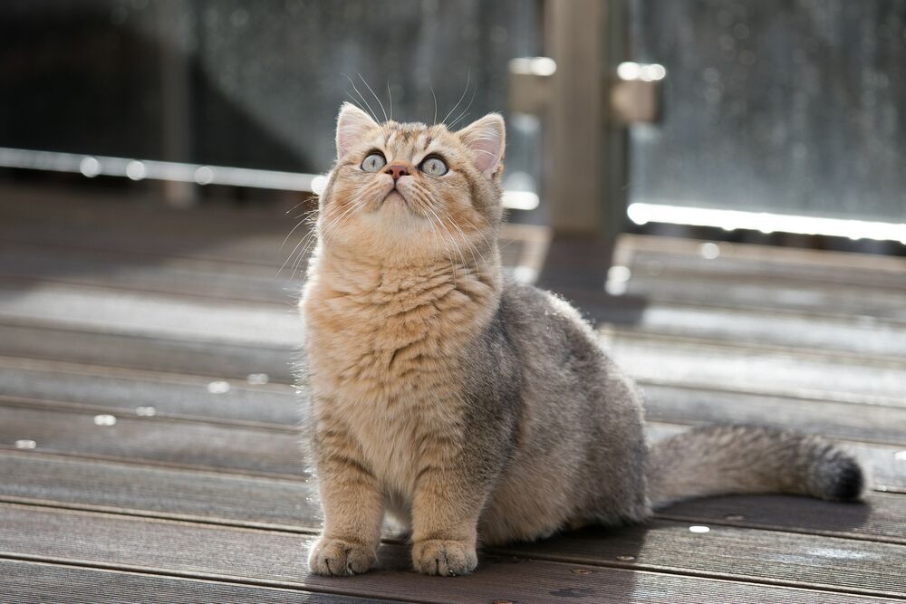 Обои для рабочего стола Британская короткошерстная кошка сидит на полу и смотрит вверх