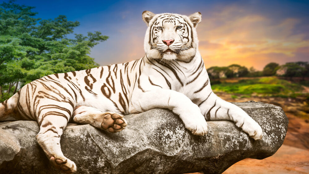 Обои для рабочего стола Бенгальский тигр лежит на каменном выступе