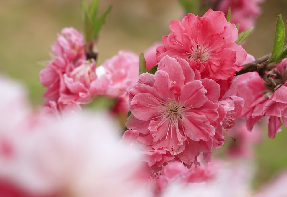 Обои для рабочего стола Ветка цветущей сакуры, Япония / japan