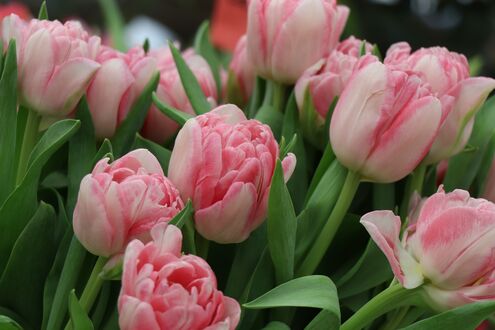Конкурсная работа Розовые весенние тюльпаны