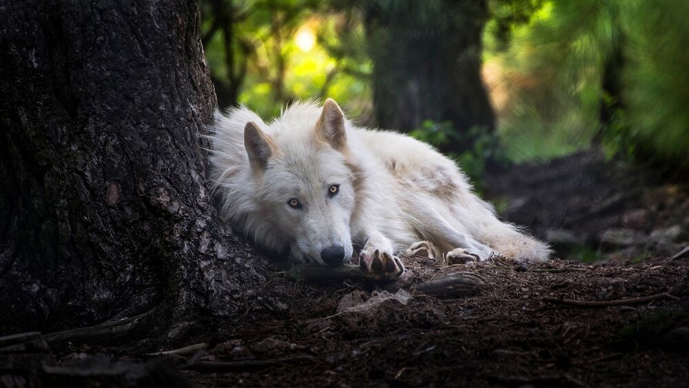 Обои для рабочего стола Белый волк лежит под деревом