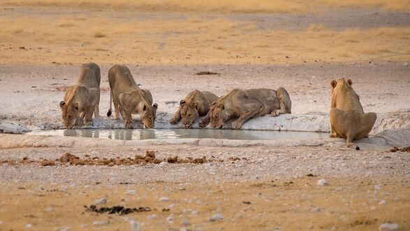 Обои на рабочий стол Львиный прайд пьют воду