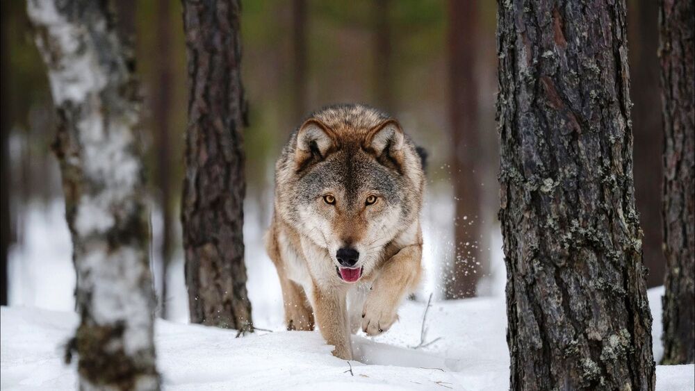 Обои для рабочего стола Волк бежит по снегу в лесу