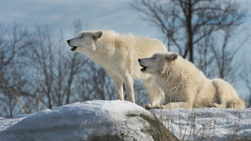 Обои для рабочего стола Арктические белые волки воют
