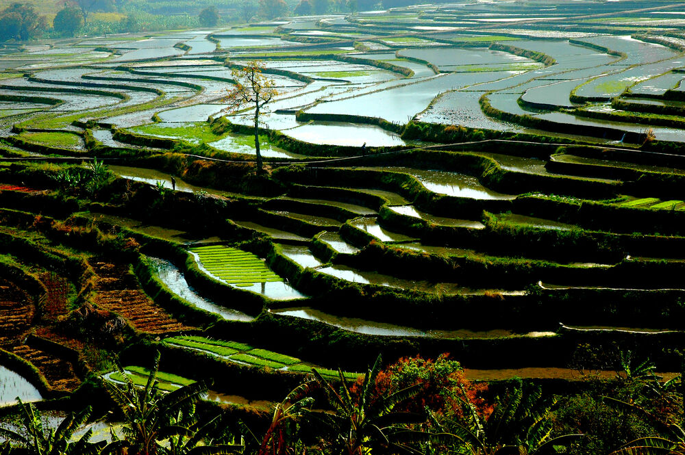 Обои для рабочего стола Террасы рисовых полей в провинции Yunnan, China / Юньнань, Китай
