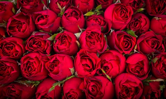 Обои цветы, розы на рабочий стол ( обои)