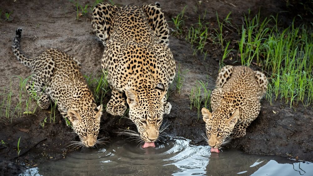 Обои для рабочего стола Самка леопарда со своим детенышами пьют воду