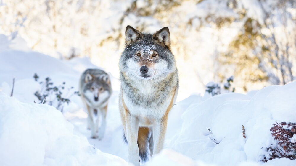 Обои для рабочего стола Волки идут идут по снегу в лесу