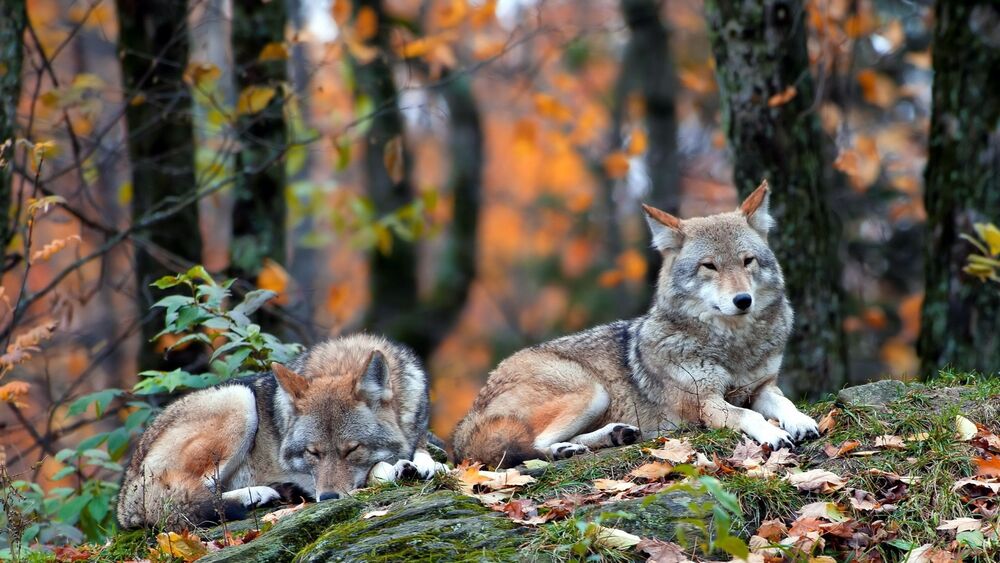Обои для рабочего стола Волки отдыхают в осеннем лесу на траве