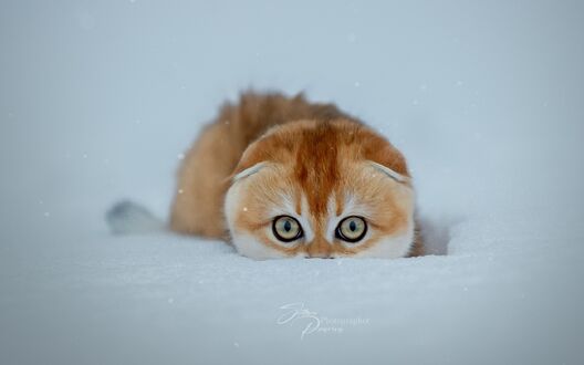 Обои на рабочий стол Рыжий вислоухий котенок в снегу приготовился к прыжку