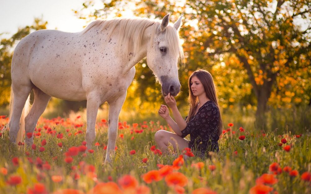 Обои для рабочего стола Девушка в темном платье присела перед белой лошадью на маковом поле