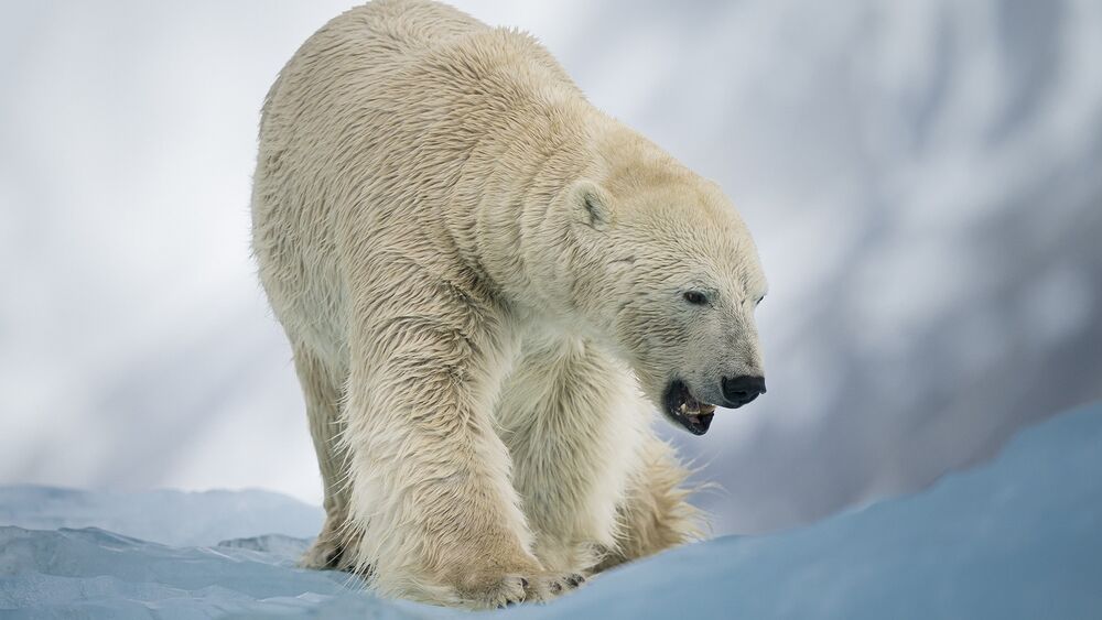 Обои для рабочего стола Белый медведь идет по заснеженному льду