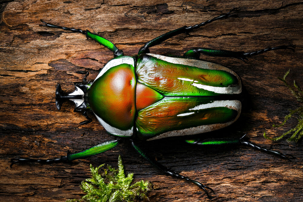 Обои для рабочего стола Зеленый жук dicronorrhina derbyana сидит на дереве, вид сверху