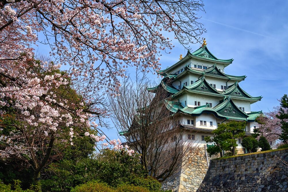 Обои для рабочего стола Замок в Осаке / osaka castle и цветущая сакура на фоне голубого неба, Япония / Japan