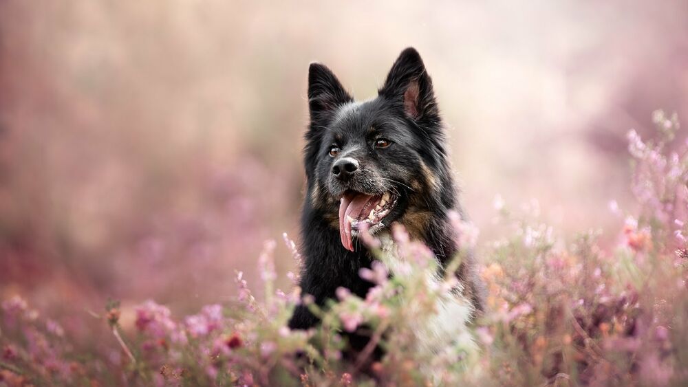 Обои для рабочего стола Черная собака сидит на поляне с розовыми цветами