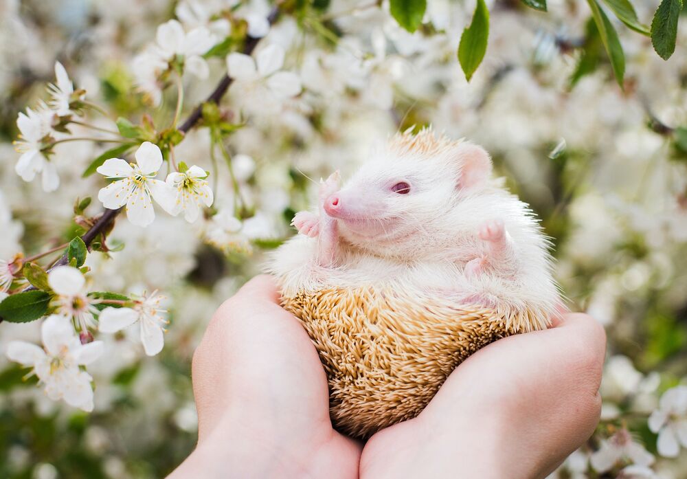 Обои для рабочего стола Ежик-альбинос лежит в руках на фоне цветущей вишни