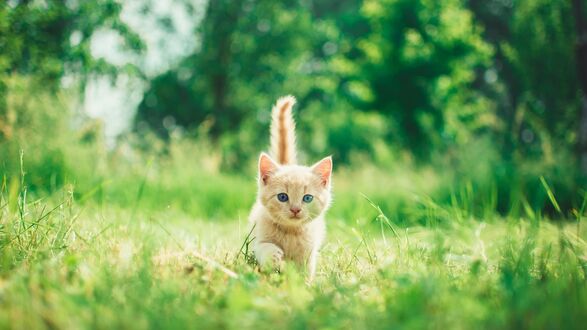 Обои на рабочий стол Рыжий котенок бежит по травке